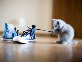 cute_cat.jpg