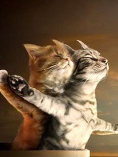 titanic_cats.jpg